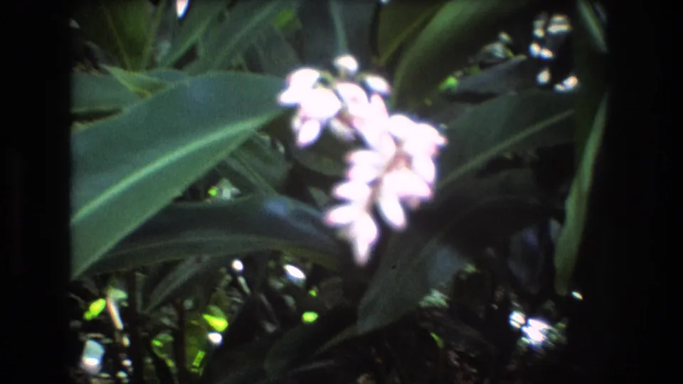 Pink-white blossoms and broad tropical leaves fill the frame in a close handheld view from the Honolulu, Oahu 8mm footage.