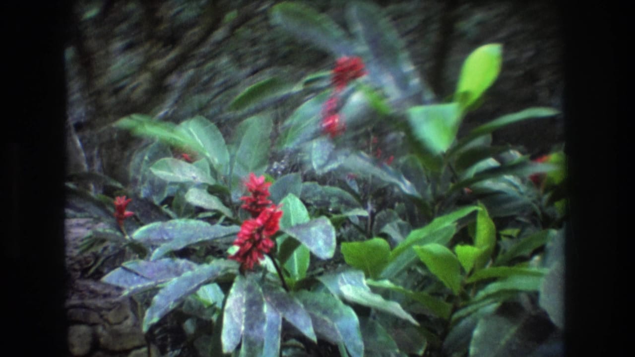 1977 Honolulu 8mm frame showing red tropical flower clusters and broad green foliage in a shaded garden setting.