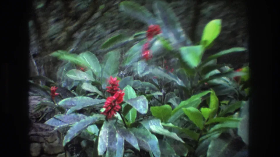 1977 Honolulu 8mm frame showing red tropical flower clusters and broad green foliage in a shaded garden setting.