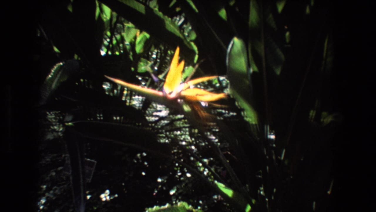 1977 Honolulu 8mm frame with a yellow bird-of-paradise bloom standing out against dense shadowed tropical foliage.