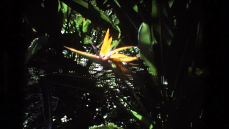 1977 Honolulu 8mm frame with a yellow bird-of-paradise bloom standing out against dense shadowed tropical foliage.