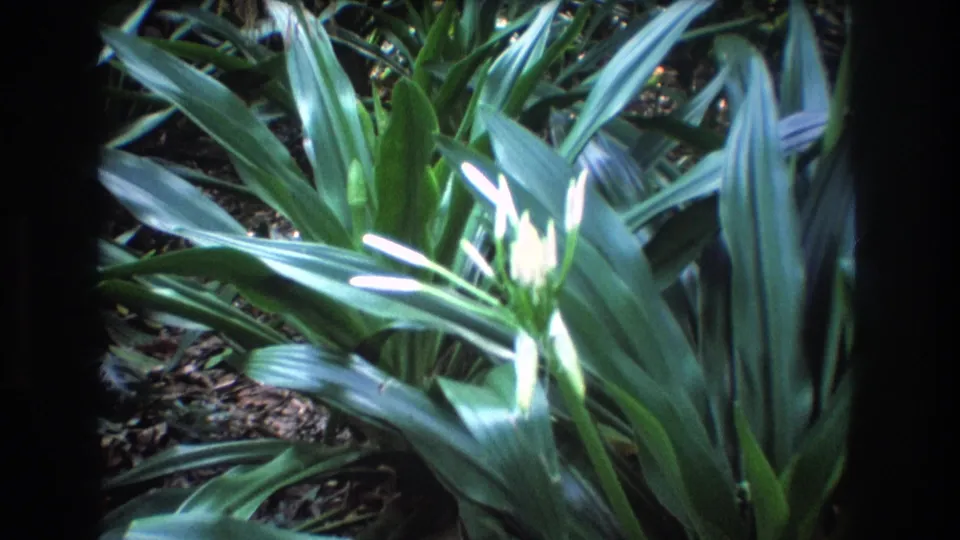 1977 Honolulu 8mm frame showing white flowers rising from long glossy leaves in a shaded tropical garden bed.