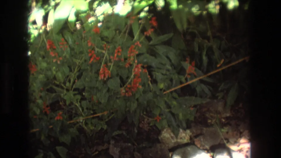 1977 Honolulu 8mm frame showing red tropical blooms, dense leaves, rocks, and shaded ground within a lush garden.