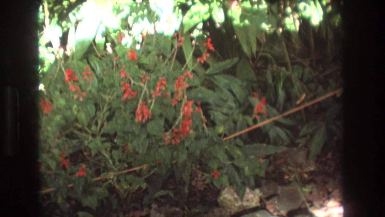 1977 Honolulu, Oahu 8mm frame showing red flower clusters in a lush green bush with dappled sunlight and dark film-border areas.