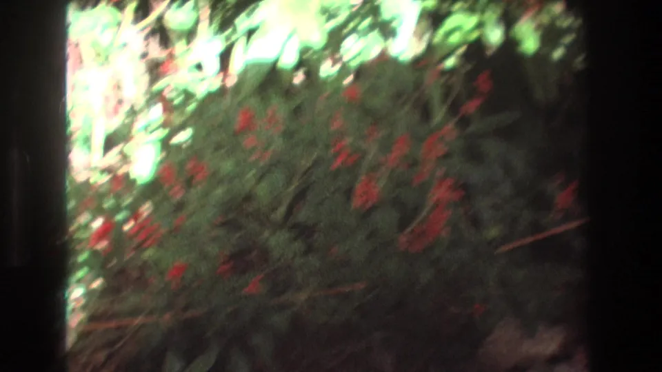 1977 Honolulu, Oahu 8mm frame with soft-focus red blossoms and green leaves, divided by a dark vertical contact-sheet or film-edge band.