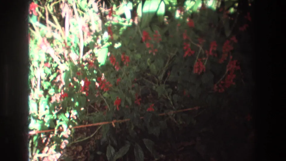 1977 Honolulu, Oahu 8mm frame showing a closer handheld view of red flower clusters, broad green leaves, thin stems, and bright sun patches.