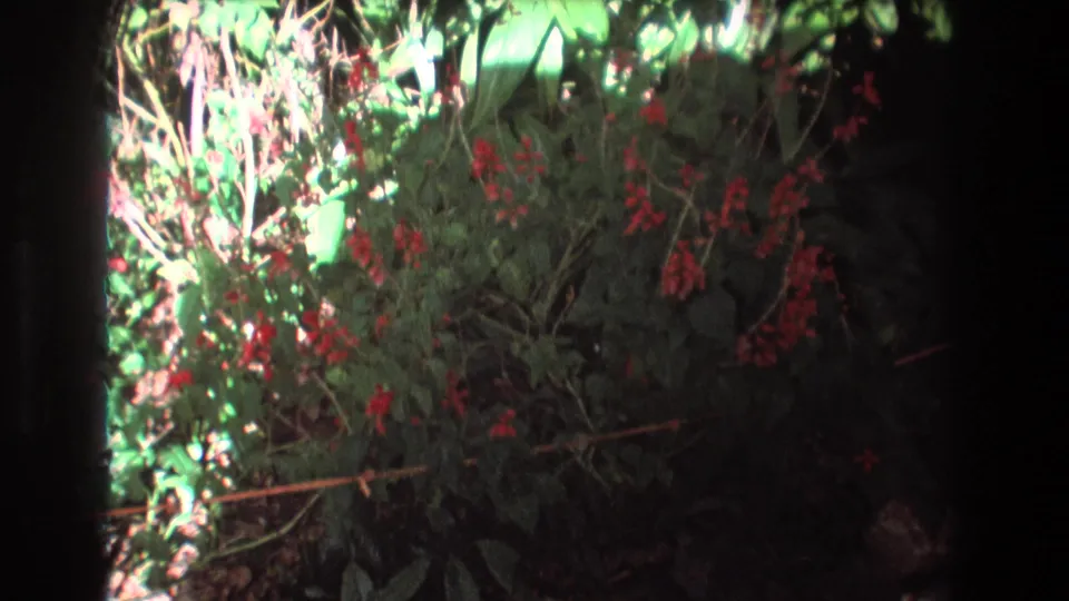 1977 Honolulu, Oahu 8mm frame of red flowers scattered through dense green foliage, with overexposed highlights and heavy shadow at the frame edge.