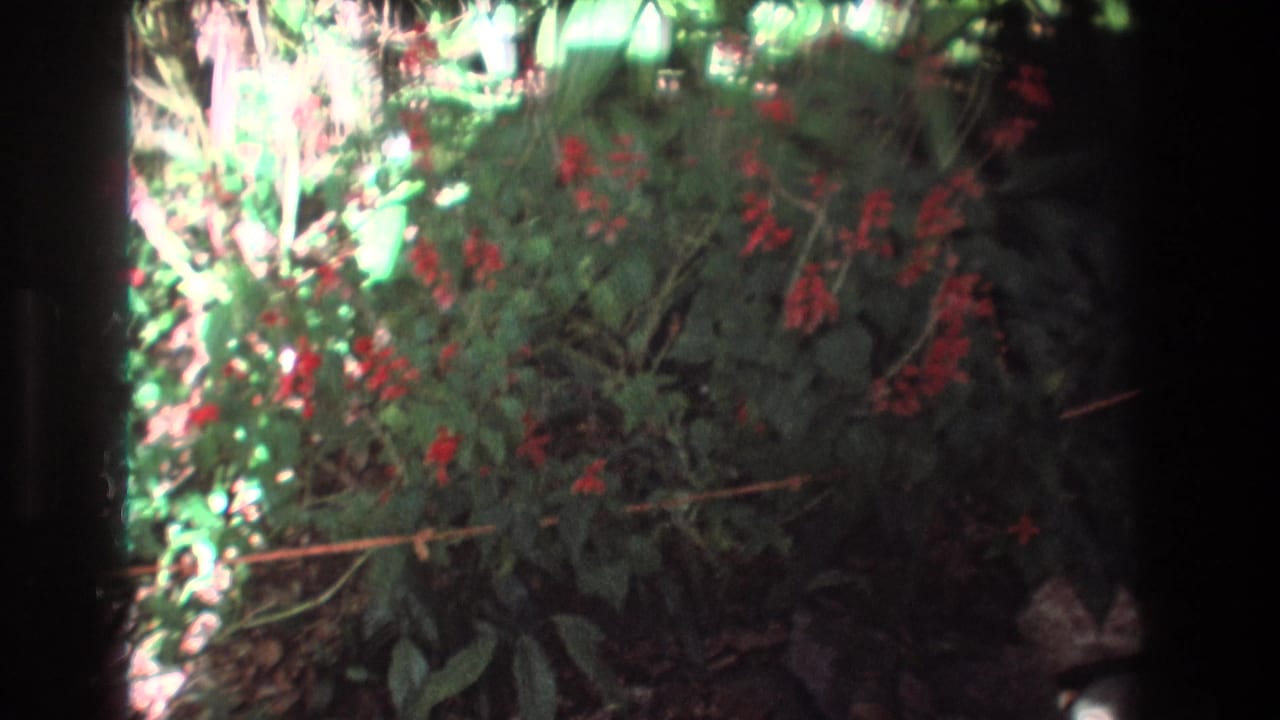 1977 Honolulu, Oahu 8mm frame showing a lush green bush with red flower clusters, thin stems, rocks, and dappled sunlight in a tropical garden.