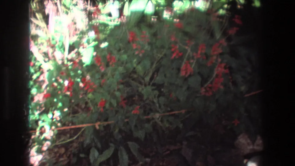 1977 Honolulu, Oahu 8mm frame showing a lush green bush with red flower clusters, thin stems, rocks, and dappled sunlight in a tropical garden.