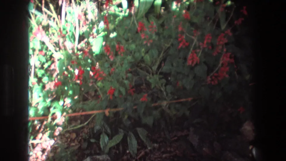 Metadata-supported 1977 Honolulu garden footage with red blossoms among dense green leaves, bright sun patches, rocks, and dark film border at the edge.