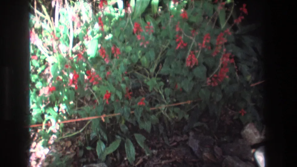 1977 Honolulu, Oahu home-movie frame of red flowers hanging through green foliage, with stems, dark ground, stones, and soft 8mm exposure variation.