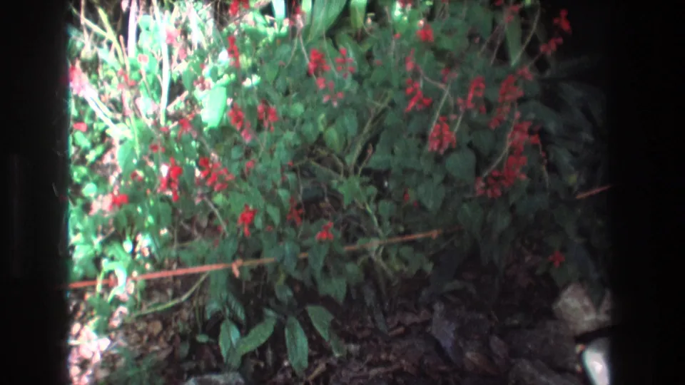 Final 1977 Honolulu garden frame showing green foliage and red flower clusters against dark soil and rocks, with deep shadow and visible 8mm frame edge.