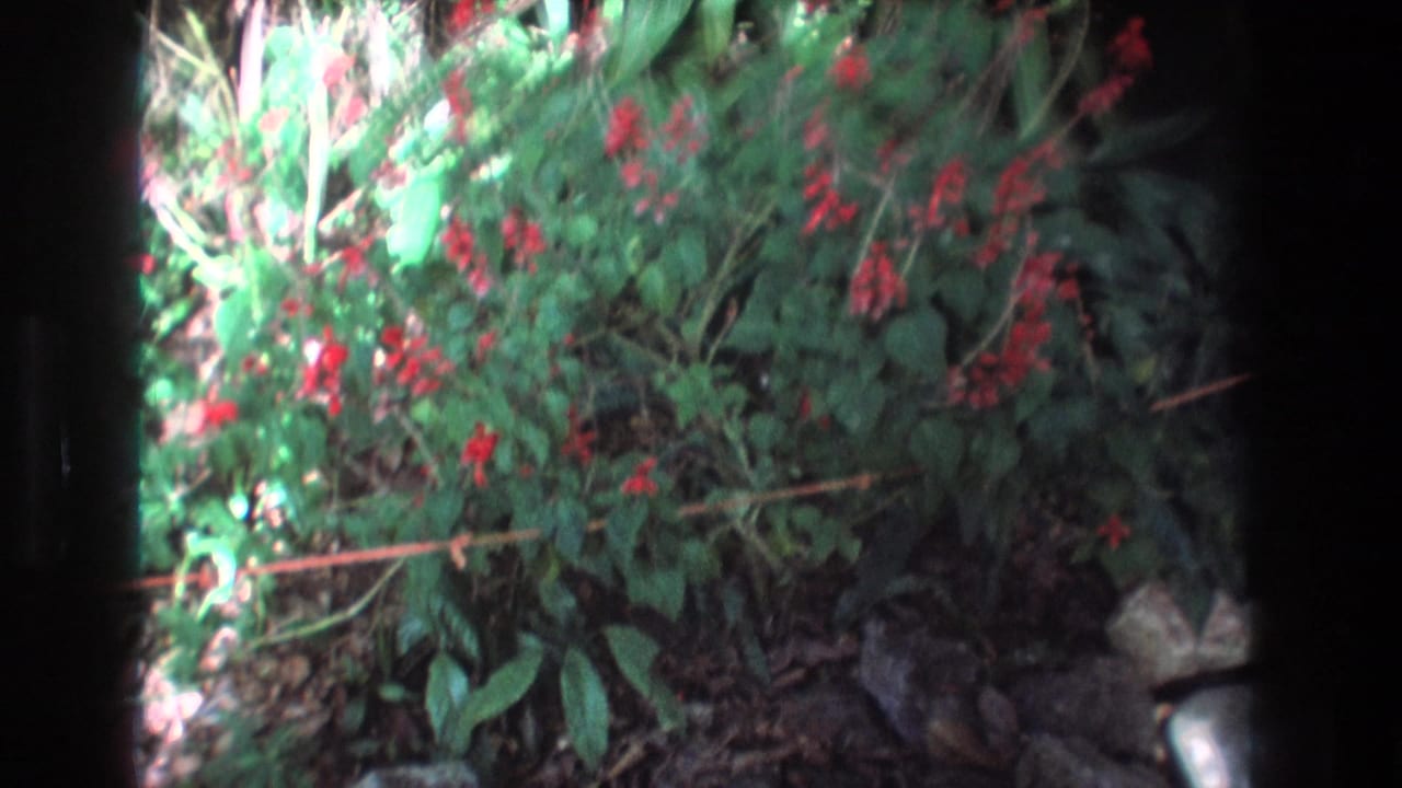 Flowering bush with green leaves and red blossoms framed by dark 8mm film borders.