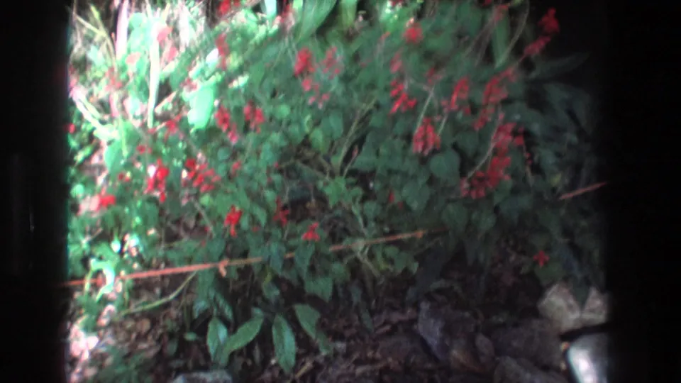 1977 Honolulu home-movie frame showing a leafy tropical garden bush with clusters of red blossoms, shaded ground, rocks, and dark 8mm frame edges.