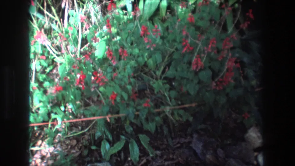 1977 Honolulu 8mm frame of a dense flowering bush with red blossoms, bright sunlit leaves, shaded garden floor, and rounded dark film-gate borders.