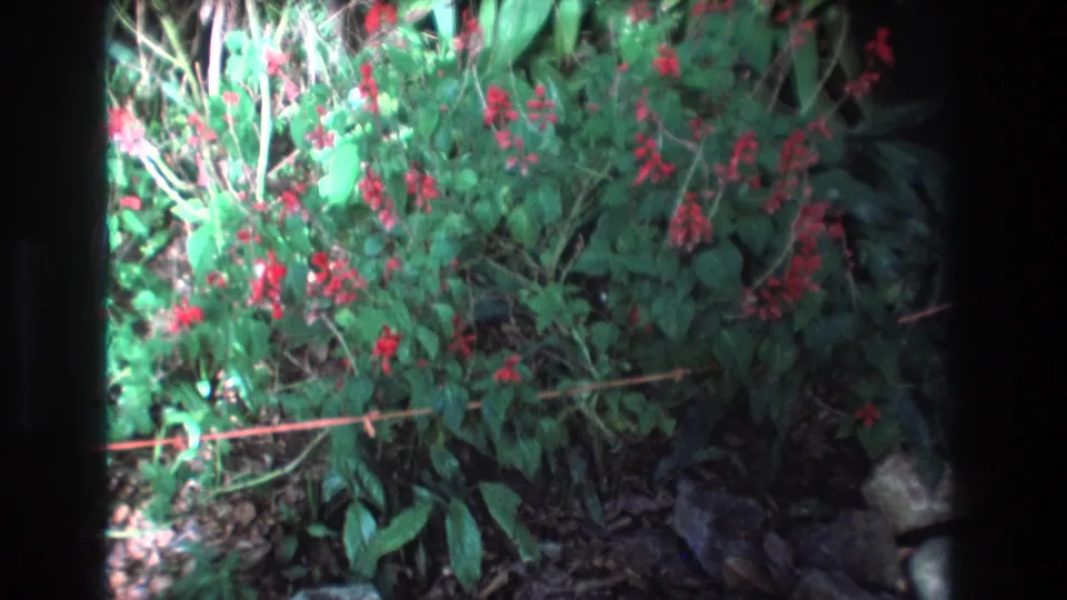 1977 Honolulu home-movie still showing a closer, slightly soft view of red blossoms, green leaves, a thin orange line, and shaded garden ground within dark 8mm borders.