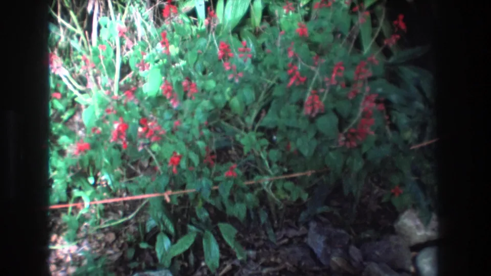 1977 Honolulu 8mm frame showing the same tropical garden bush with red blossoms, dense foliage, visible rocks, and dark film borders along the sides.