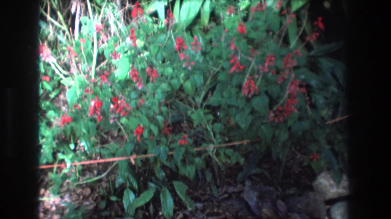 1977 Honolulu 8mm home-movie frame showing red flowering shrubs, dense green leaves, and stones along shaded tropical ground.
