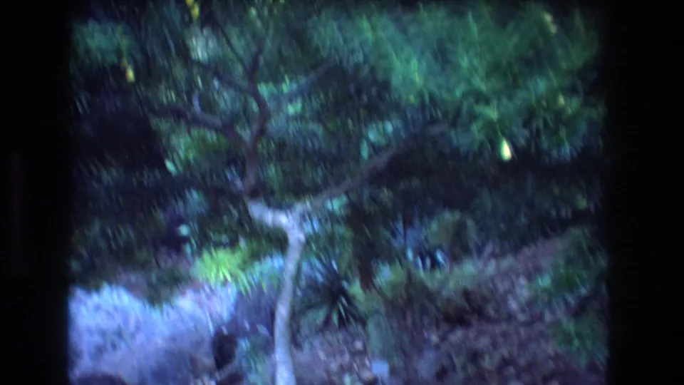 1977 Honolulu 8mm frame looking through dense tropical foliage toward a pale gravel or path surface under tree shade.