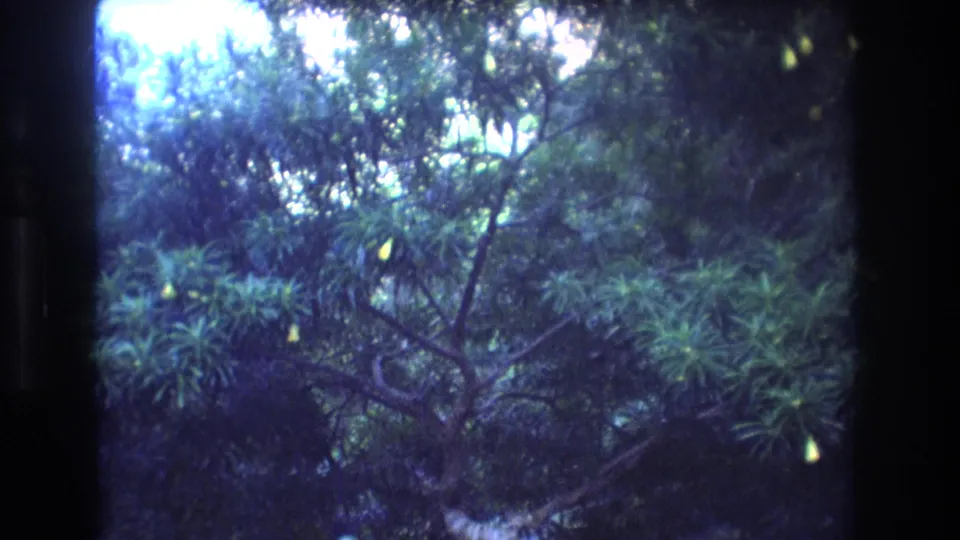 1977 Honolulu 8mm home-movie view of tree branches, leafy canopy, and dark tropical undergrowth with strong blue-green color shift.