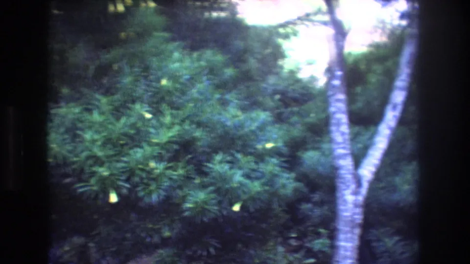 1977 Honolulu 8mm frame showing a light tree trunk, dense shrubs, and layered tropical foliage with bright sunlit areas beyond.
