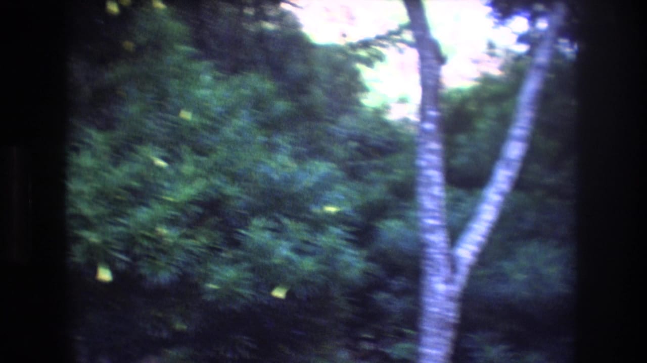 1977 Honolulu 8mm home-movie frame showing a soft, handheld view of dense green park foliage, pale tree trunks, and scattered yellow blossoms.