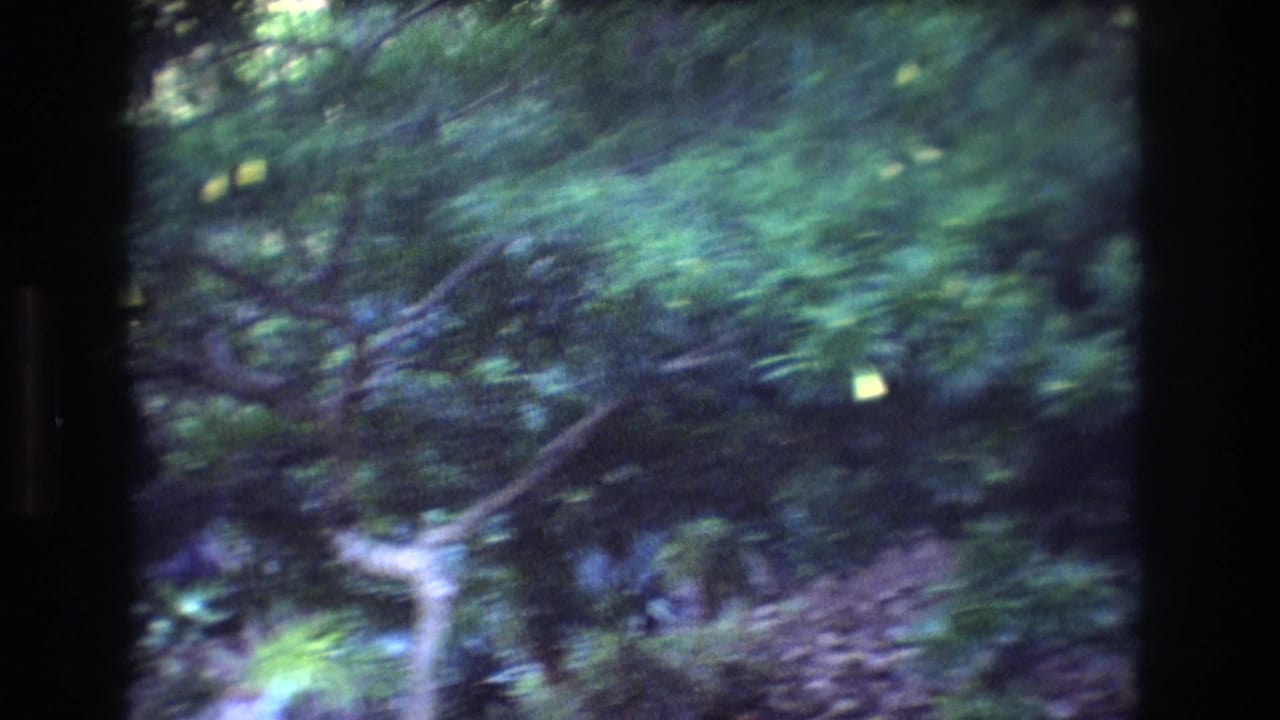 1977 Honolulu home-movie frame looking into dense tropical trees and crossing branches under soft filtered light.