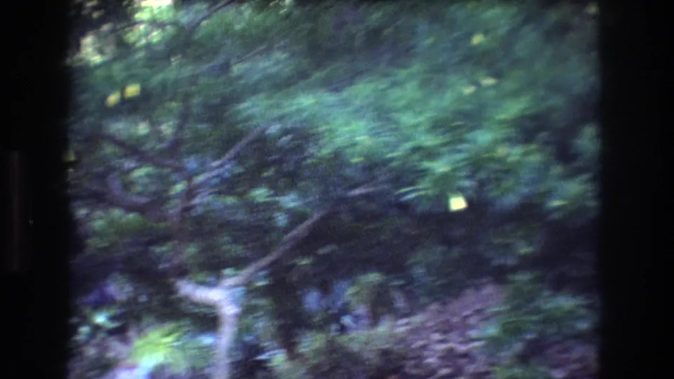 1977 Honolulu home-movie frame looking into dense tropical trees and crossing branches under soft filtered light.