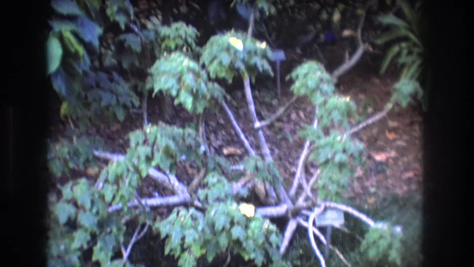 1977 Honolulu 8mm frame showing low leafy branches and tangled limbs over shaded ground in a park or garden setting.