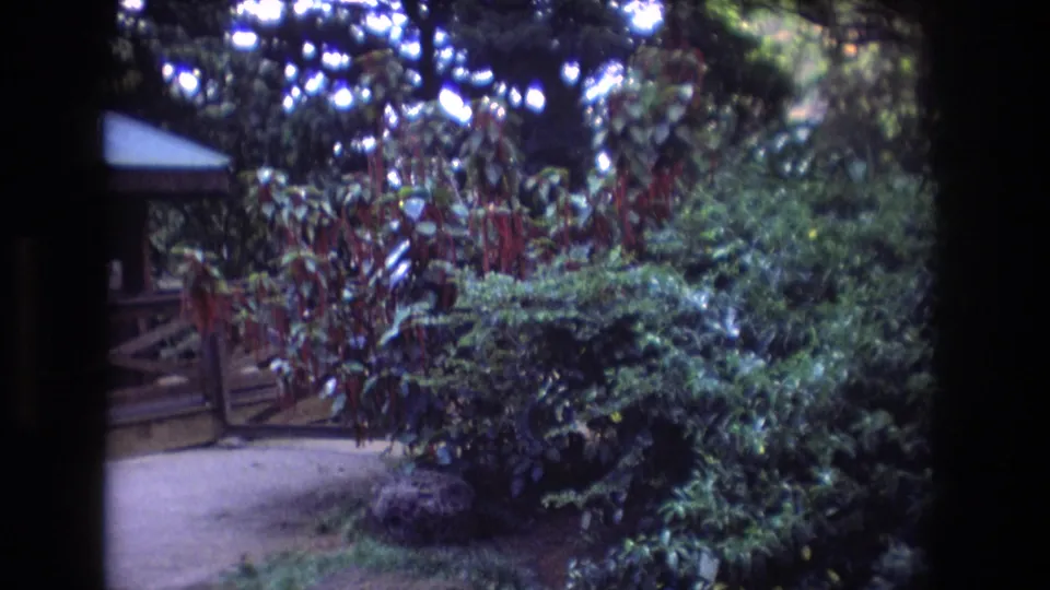 1977 Honolulu home-movie frame showing dense shrubs and trees with part of a small wooden roofed structure visible behind the foliage.