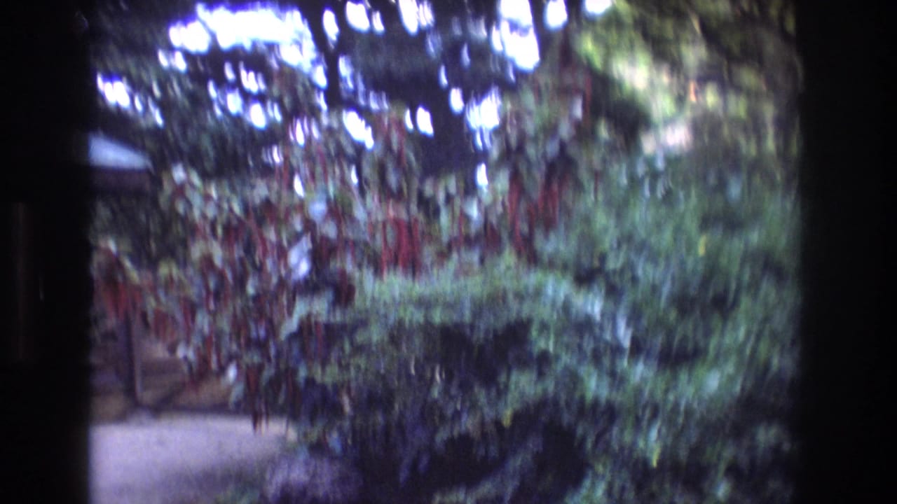 Soft 1977 Honolulu home-movie frame showing dense green foliage, flowering plants, and a pale path near a small building edge.