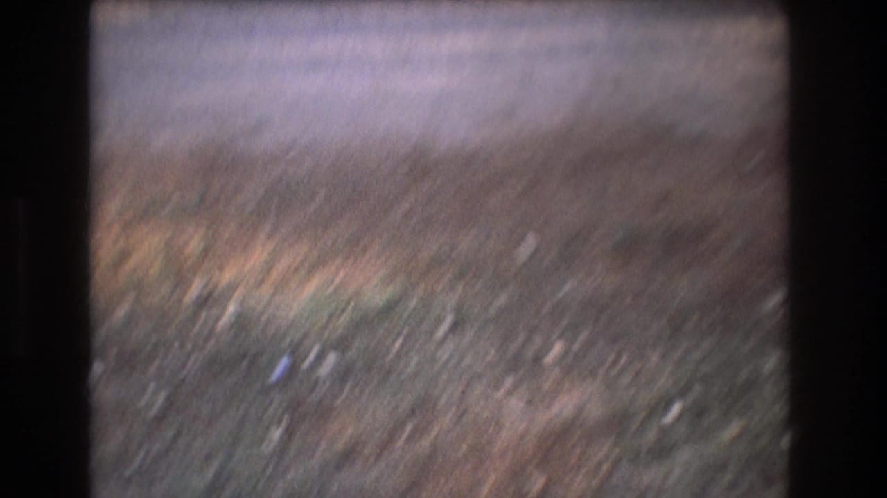 Blurred ground surface with grass and scattered light patches.