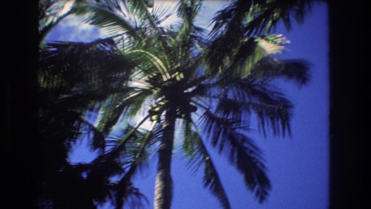 Low-angle palm trees and fronds against a deep blue sky.