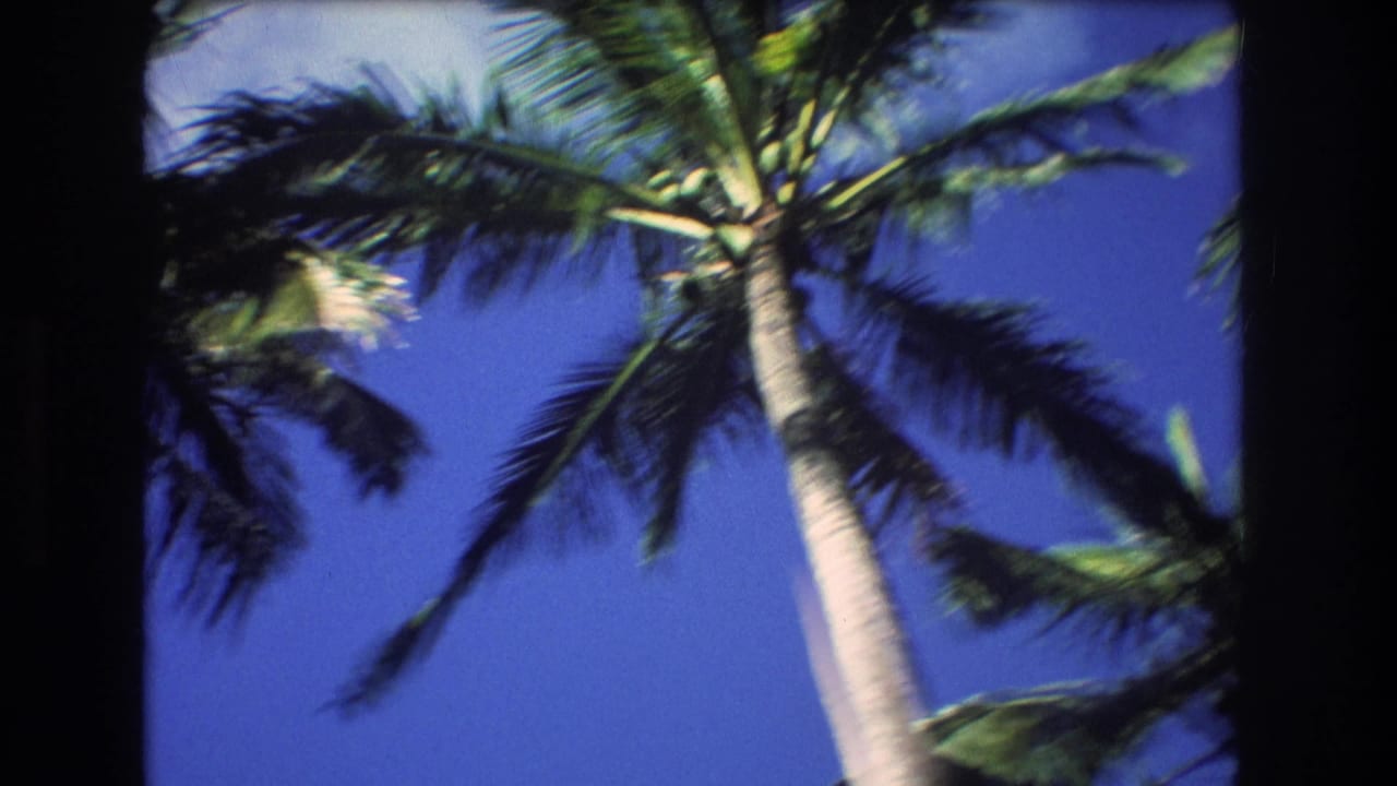 Tall palm trunk and fronds leaning across a clear blue sky.