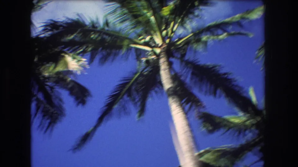 Low-angle 1977 Honolulu home-movie frame of a palm trunk and wind-touched fronds crossing a clear blue sky.