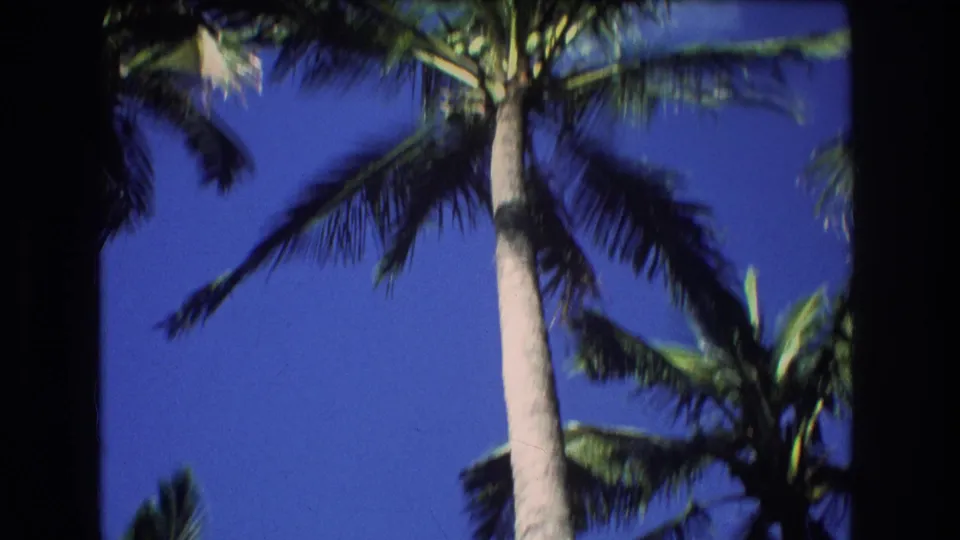 1977 Honolulu 8mm frame showing a pale palm trunk rising upward with green fronds and sky filling the background.