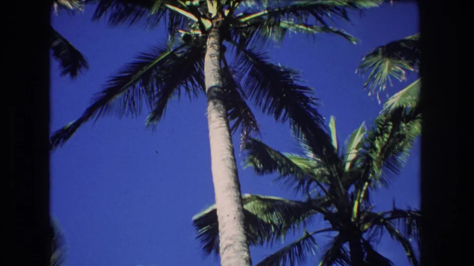 Low-angle 1977 Honolulu, Oahu frame with multiple palm crowns and a tall trunk silhouetted partly against the blue sky.