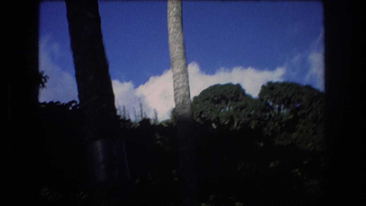 Dark palm trunks and foliage silhouetted against blue sky and white cloud.