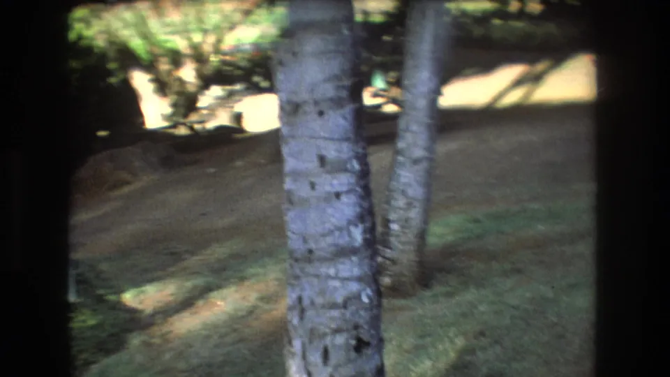 1977 Honolulu, Oahu frame looking across palm trunks, shaded grass, surrounding greenery, and bright patches of sun on the ground.