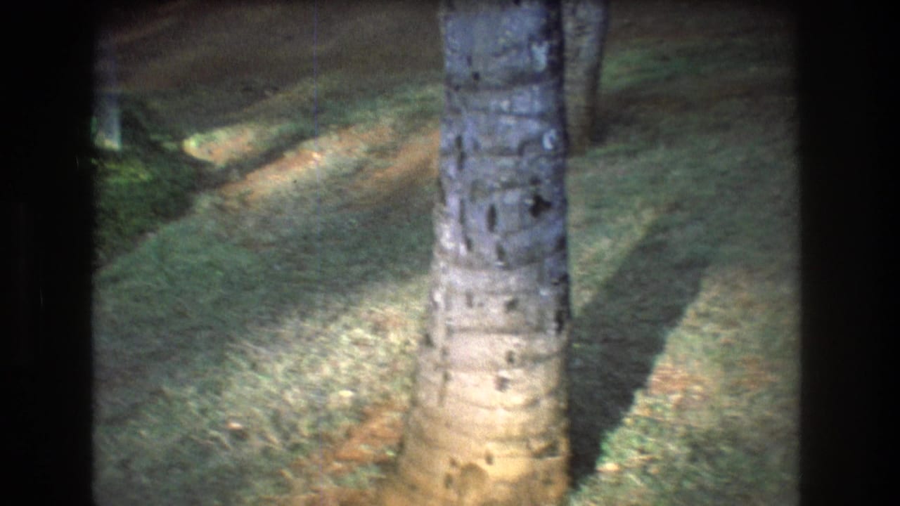 Tree trunk beside shaded ground seen through dark film borders.