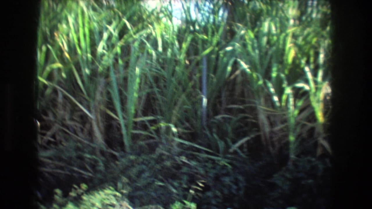 Dense tall green grass and foliage viewed through a dark edge.