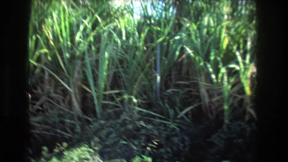 1977 Honolulu, Oahu 8mm frame with tall green grass and dense tropical foliage seen from inside or beside a vehicle opening.