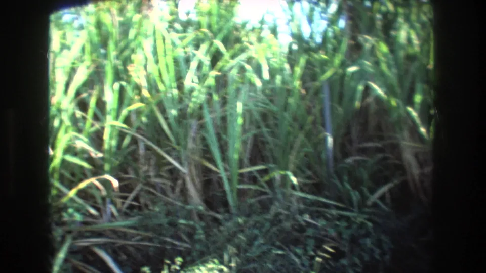 1977 Honolulu, Oahu home-movie frame filled with tall tropical grass, leaves, and shaded undergrowth during a passing roadside view.