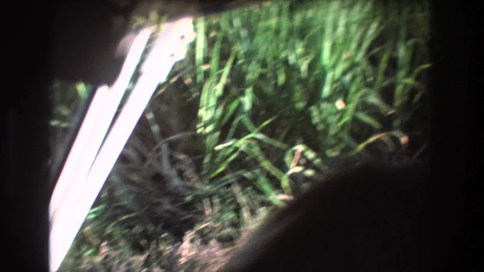 1977 Honolulu, Oahu 8mm frame showing dense grass and foliage beyond a pale vehicle or window edge, with dark foreground blocking part of the view.
