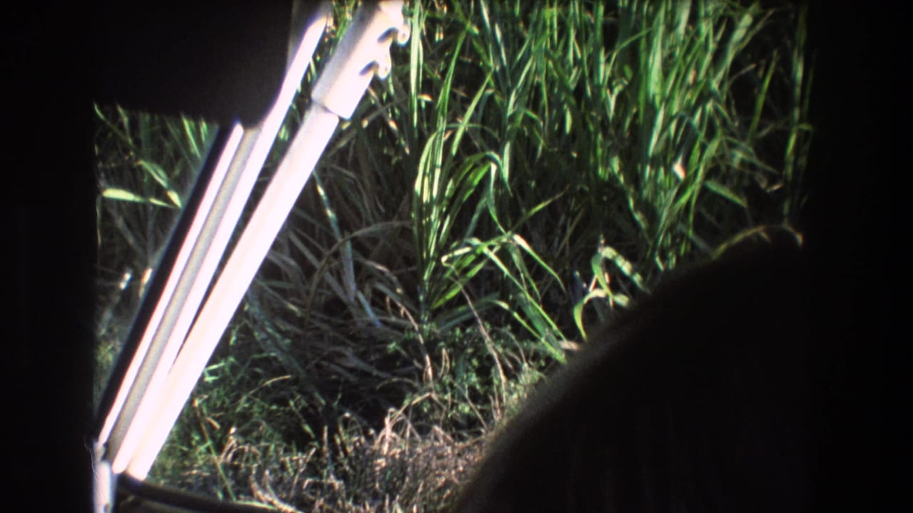 Tall green grass seen through a vehicle window with dark interior edges and part of a head in the foreground.