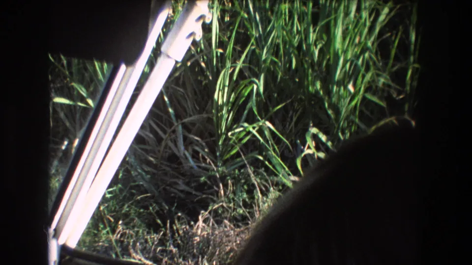 1977 Honolulu 8mm frame looking from inside a vehicle toward sunlit tall grass, with a dark passenger head silhouette in the foreground.
