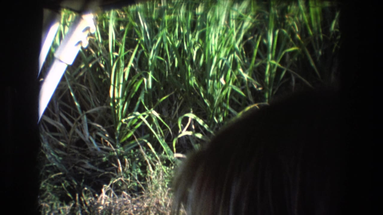 Sunlit tall grass outside a dark vehicle interior with the back of a person's head at the lower right.
