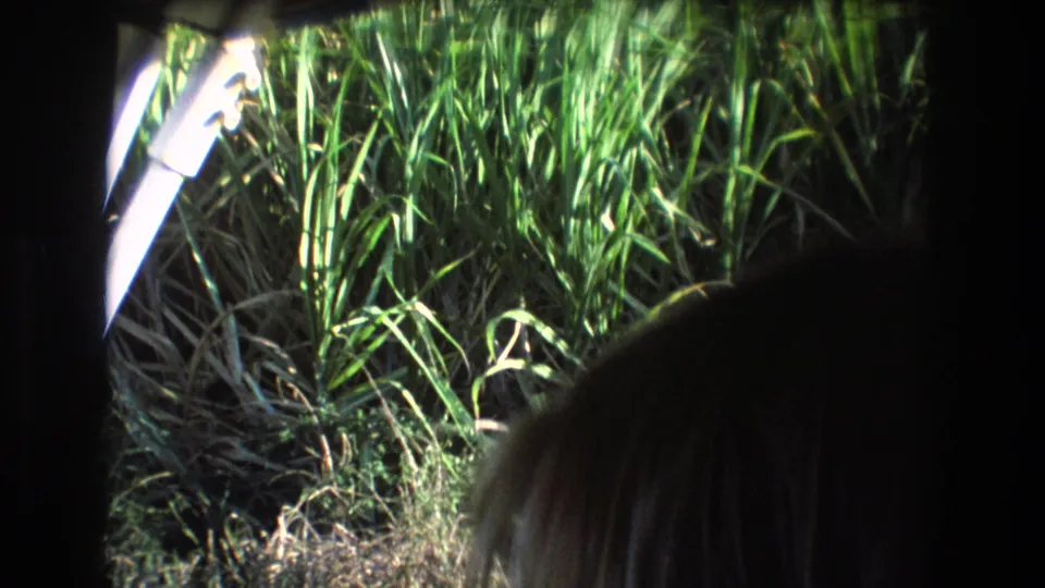 1977 Honolulu home-movie frame from inside a vehicle, showing bright roadside grass and the back of a long-haired passenger's head.