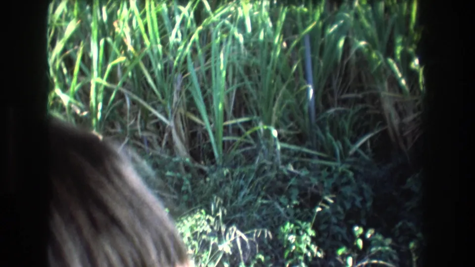 1977 Honolulu home-movie frame with sunlit roadside grass outside the vehicle and the top of a passenger's hair visible along the lower edge.