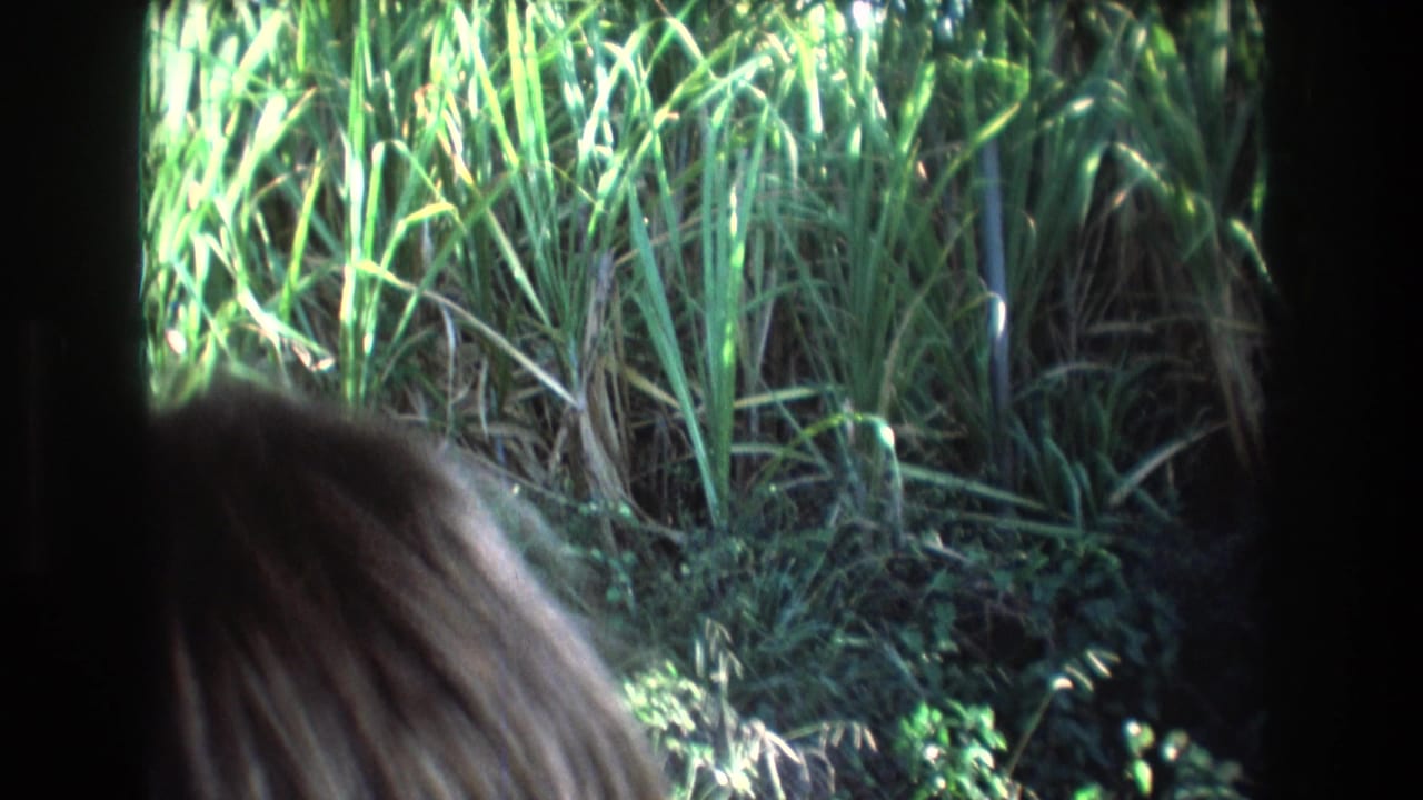 Roadside tropical vegetation seen through a car window with part of a passenger head in the foreground.